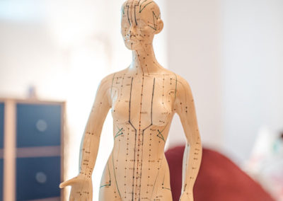 Akupunktur-Modell